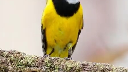 Golden Whistler