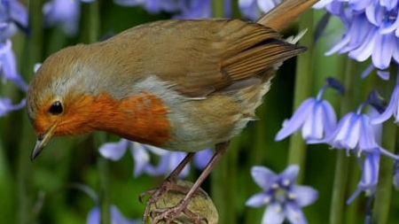 HD Nature & Wildlife